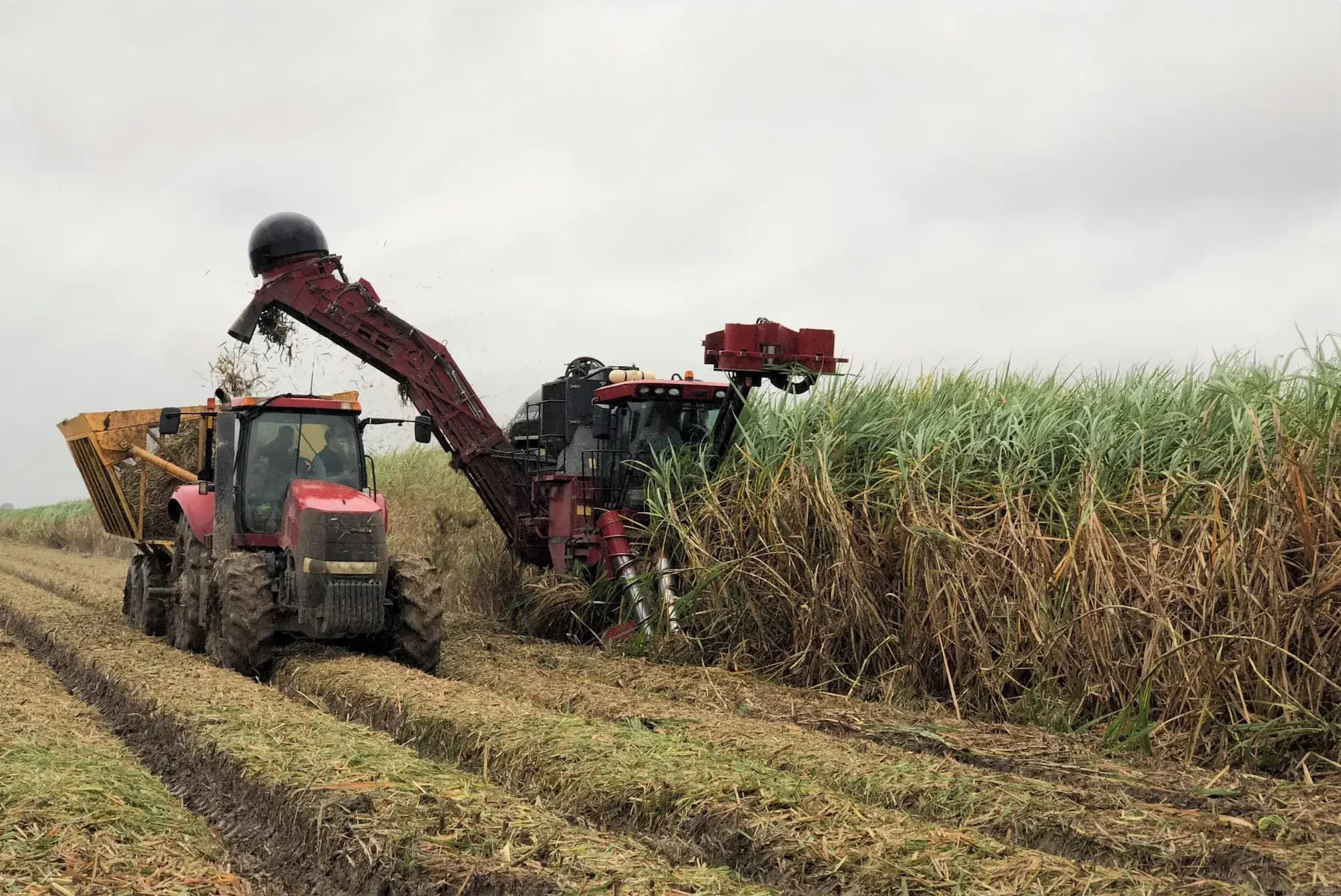 Sugar cane harvesting in Thailand
